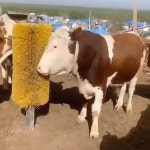 카우 브러쉬솔 가축 소등긁게 동물 길이 가려움방지 직경