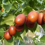 나무인 복조대추 나무 묘목 2개