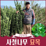 사철나무 묘목 1m 1m40 생울타리나무 가로수 1m50 1개