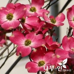 나무인 접목꽃산딸 미산딸 체로키품종