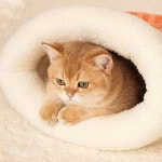 봉제 고양이 침낭 포켓 타입 반밀폐형 동굴 침대 겨울 터널 둥지 애완 동물 1 Yellow-M