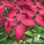 나무인 접목꽃산딸 미산딸 스칼렛파이어 품종