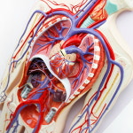 의학교육 혈액 순환계 동맥 정맥 모형 교보재 T0024