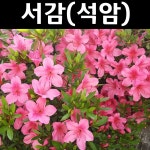 영산홍 석암 묘목 H30cm 5개 정원수 조경수