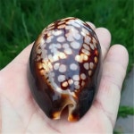 천연 희귀 소라 쉘 거북이 보물 표본 어항 조경 지중해 홈 컬렉션 1개 2 Snail length
