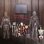 신체 장기 해부학 교육용 조립식 모형 근골격계 교육 내부장기