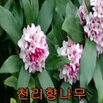 천리향 나무 개화주 2년포트묘 3그루 유실수 나무 묘목 과일나무 1세트