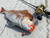 스타트2013 MC 실리콘 넥타이 마지컬리 빅컬리 빅타이