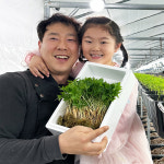 영광 다은 새싹삼 미니 30뿌리 새싹 인삼 깨끗한 식당용 카페용 가정용 선물용