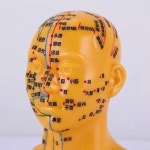 침술 머리 모형 마사지 침자리 남자 더미 모델 얼굴 한의원 남자모델 레터링