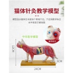 동물 해부모형 강아지 침술 고양이 한방병원 혈자리 돼지 침술 모델