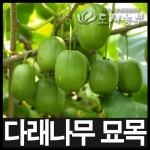 일세다래 포트나무 묘목 원예 도시농부