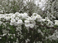 장미조팝 포트묘 봄꽃 조팝나무 겹꽃 묘목 조경수