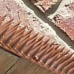 비둘기 난간 새 스파이크 조류 퇴치