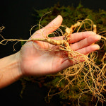 산양산삼 8 12년근 산양삼 장뇌삼 명가명품 대상 자연산 산양산삼 백년지기산야초