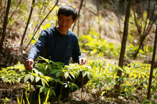 산양산삼 8 12년근 산양삼 장뇌삼 명가명품 대상 자연산 산양산삼 백년지기산야초