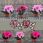 왜성명품철쭉 잉가 아잘레아 겹꽃철쭉포트묘목 색상2가지중랜덤발송