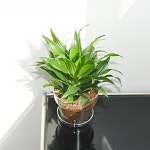 마이플랜트 마이플랜트 유리 화분 식재 세트 콤팩타 개업 집들이 축하 카페 사무실 화초 선물