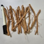 묘목 종근 두릅 민두릅 가시없는 민두릅 약12cm 종근20개묶음 NB032