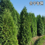 서양측백나무 미측백나무 묘목 키30cm 포트 5개 상록수 조경수 관상수