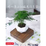elix 공중부양화분 화분 공중부양 선물 분재 자기부상 원목색 사각 받침대 녹색 식물