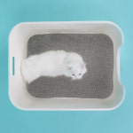 미유박스 고양이모래 울티메이트 벤토나이트 6.3kg