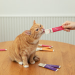 펫후 심쿵 츄르 참치 연어