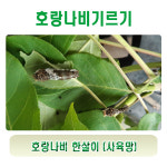 호랑나비기르기- 호랑나비 한살이 사육망
