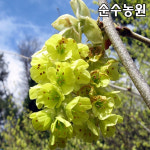 히어리 나무 묘목 7치화분 1개 조경 관상수