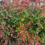 남천나무 묘목 키50cm이상 7치화분 1개 조경 관상수 울타리용