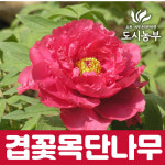 명품목단 목단나무 묘목 겹꽃목단 욱항 1지 도시같이