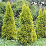 골든스마라그드나무 묘목 DT화분 1개 상록수 강력추천 신품종