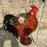 닭모형 닭조형물 장닭 풍수 치킨 꾸미기 가게개업 집들이 흑단 선물용 카페 농장 정교한 수탉 표본 발톱 색깔 랜덤 25 꿩 표본