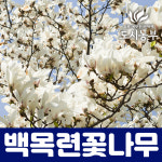 목련나무 백목련 R4전후 개화주 도시같이