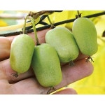 나무농장 다래나무 왕다래 용성2호 4치 장포트 1개