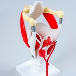 후두모형 인체모형 이비인후과 교구 해부학 교육용