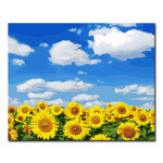 명화그리기 DIY 유화 세트 그림 액자 해바라기 아트홀릭 L105 푸른하늘 해바라기 1개