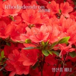 금강조경 변광열 | 철쭉 묘목 영산홍 베니 H0 3 0 4 5주 특선 정원조경의 시작 금강원예