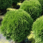 둥근측백 리틀자이언트 나무 묘목 4치포트 5개 상록수