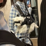 가로형 애견 백팩 반려견 애완동물 강아지 앞가방 이동장 고양이 산책 1 S 2-3kg