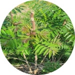 토종참중나무 참중나무 가중나무 참죽나무 가죽나무 Ailanthus alyissima 2년생5주1세트 묘목