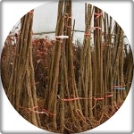 토종참중나무 참중나무 가중나무 참죽나무 가죽나무 Ailanthus alyissima 2년생5주1세트 묘목