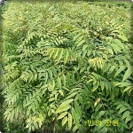 토종참중나무 참중나무 가중나무 참죽나무 가죽나무 Ailanthus alyissima 2년생5주1세트 묘목
