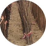 토종참중나무 참중나무 가중나무 참죽나무 가죽나무 Ailanthus alyissima 2년생5주1세트 묘목