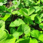 강원도 자연산 곰취 곤달비 봄나물 곰취장아찌 500g