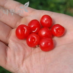 나무인 앵두 나무 결실주 개량앵두 왕앵두 분뜨기