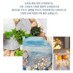 250g 혼합 천연 조개껍데기