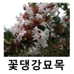 댕강나무 묘목 꽃댕강 삽목2년 포트묘 6개묶음