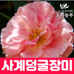 독일 사계덩굴장미 로얄바카라 개화주 도시같이