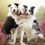 강아지 짖음 방지 목걸이 훈련 스프레이 분사